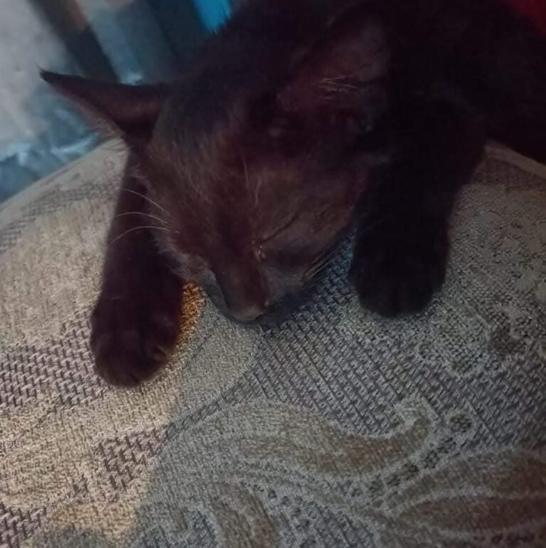 The Story of Saeada: A Tiny Soul with a Big Impact